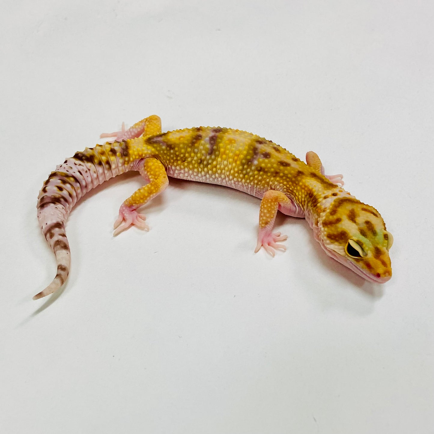 Mack Snow Raptor Leopard Gecko Female H-B7-92024-1