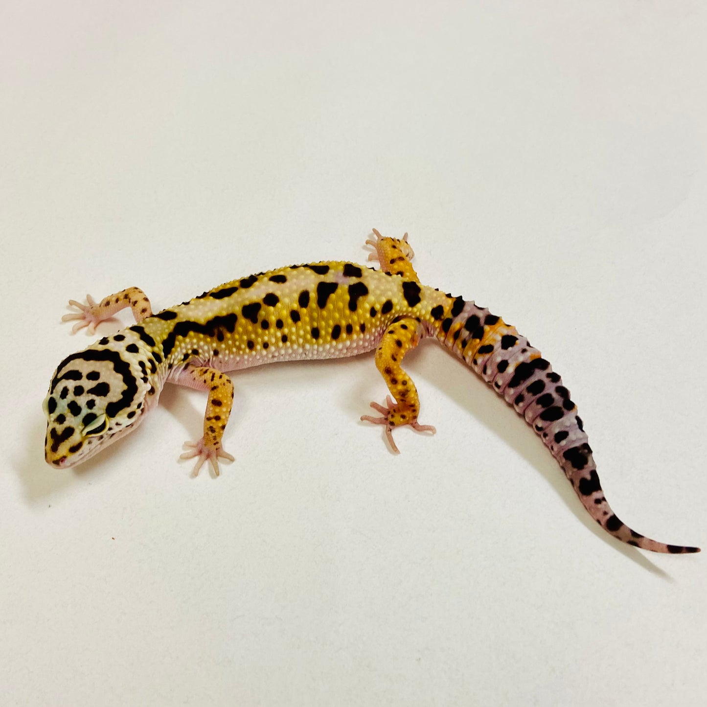 Bold Mack Snow W/Y Leopard Gecko Female 2025-186