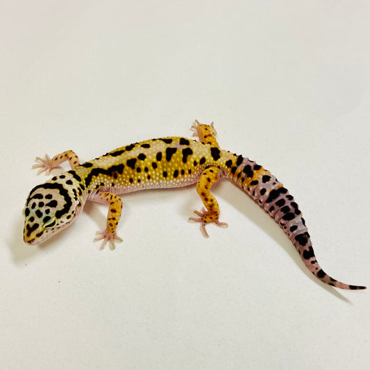 Bold Mack Snow W/Y Leopard Gecko Female 2025-186
