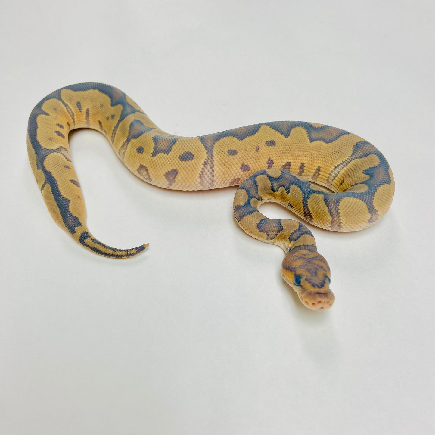 Hypo Clown Ball Python Female 2025F02