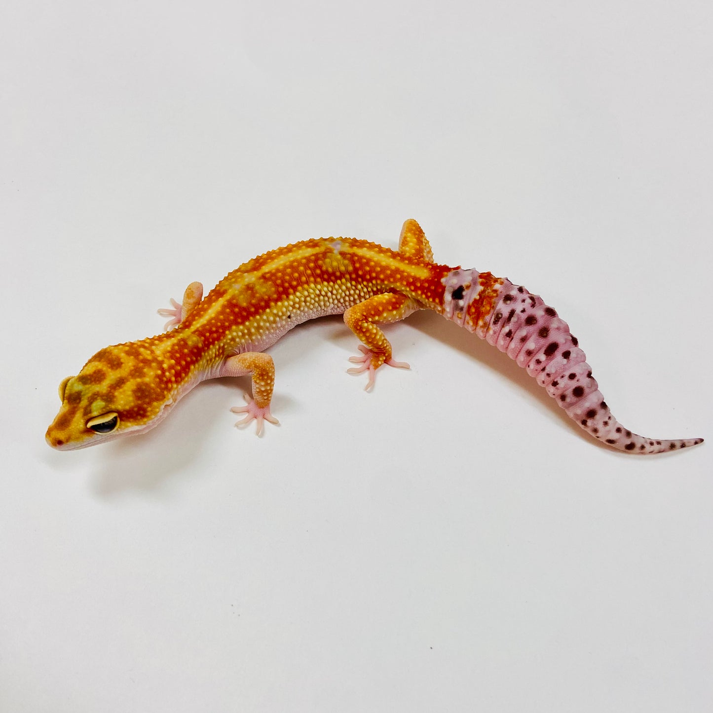 Adult Group 1.4 Citrine Leopard Gecko LBG-02