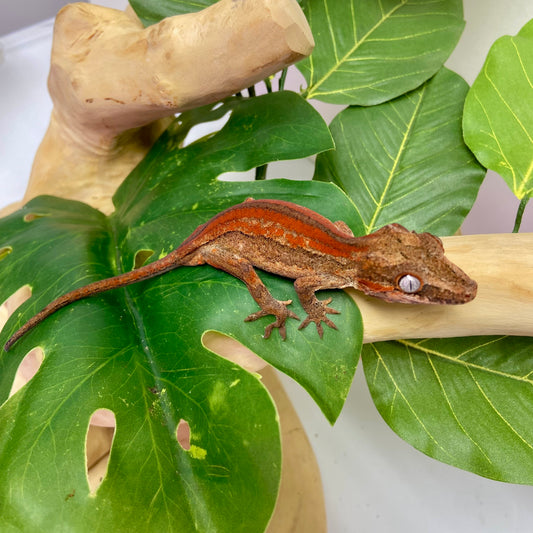 Red/Orange Stripe Gargoyle Gecko 2024 Male 100124-11