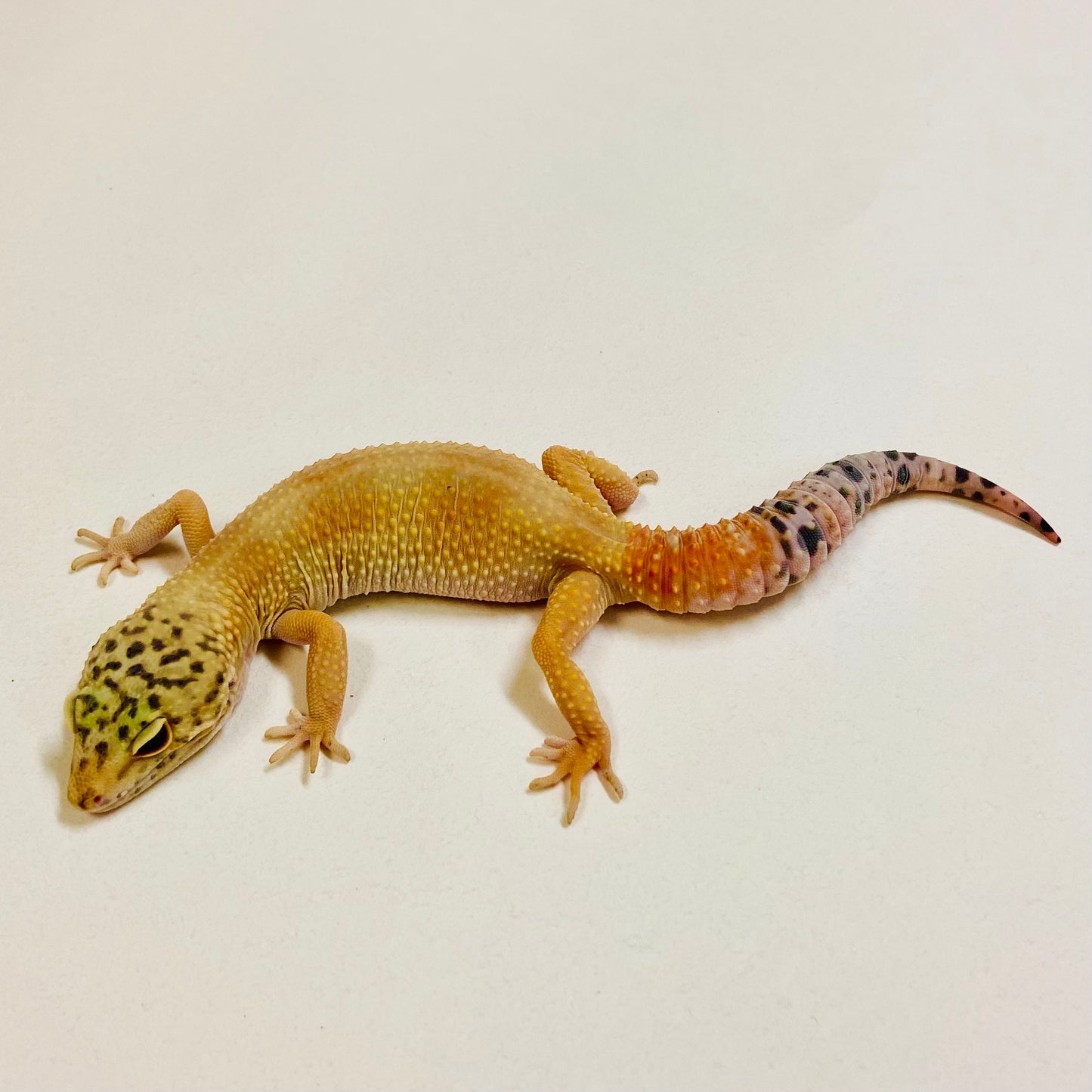 Super Hypo Tangerine Carrot Tail Leopard Gecko Female 2025-192