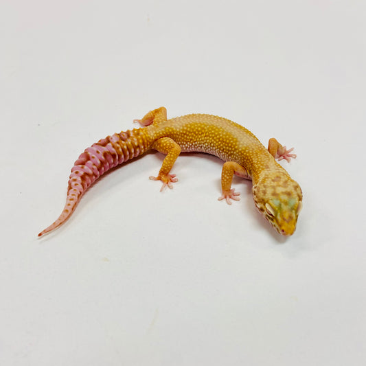 Super Hypo Albino Bell Leopard Gecko Female I-A3-92523-1