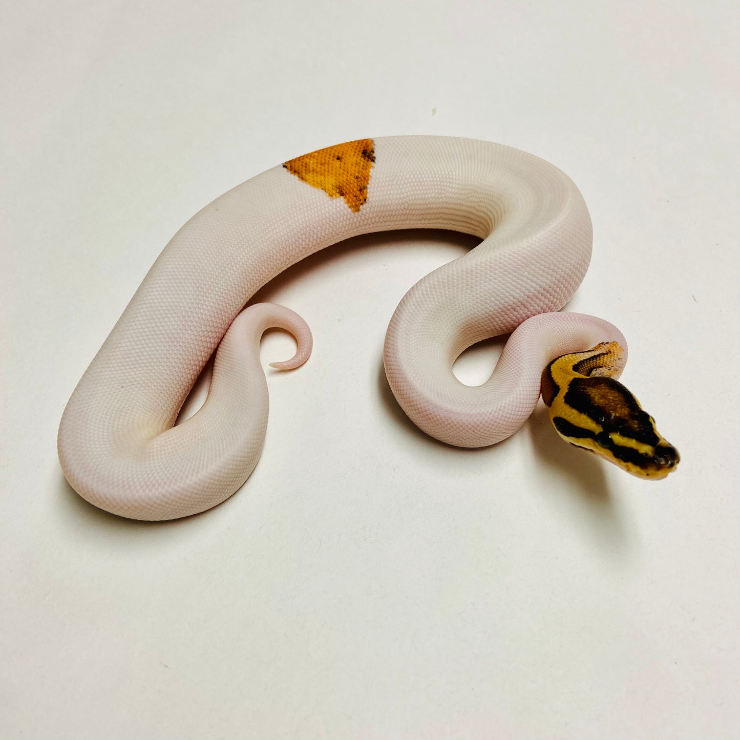 Pied Pos Enchi OD YB Ball Python Female 2025F01
