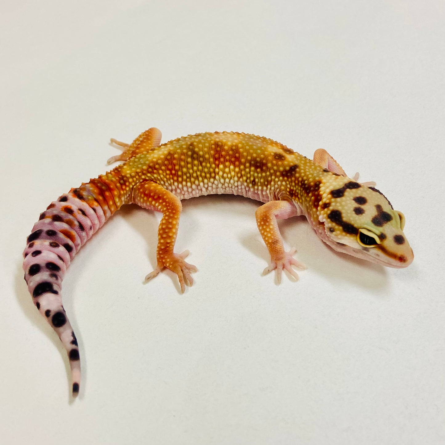 Citrine Leopard Gecko Female 2025-081