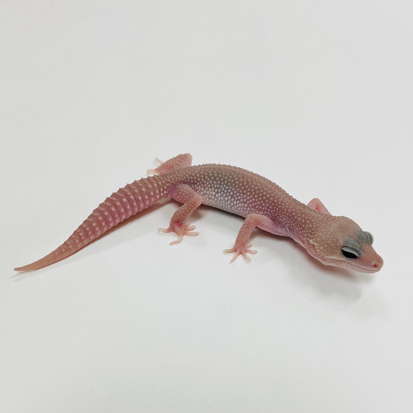 Super Snow Murphy Patternless Leopard Gecko 2025-077