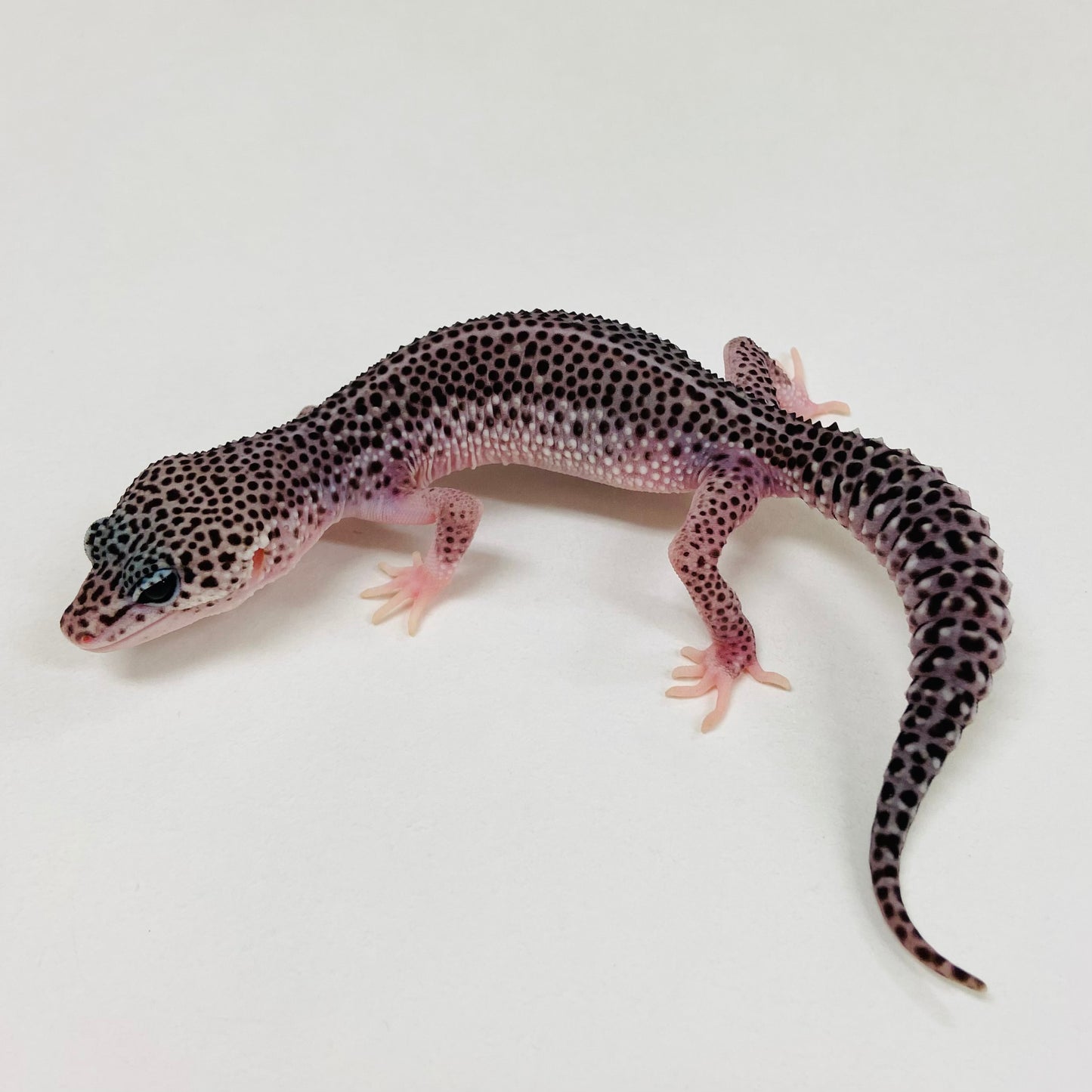 Dark Galaxy Leopard Gecko Male 2025-095