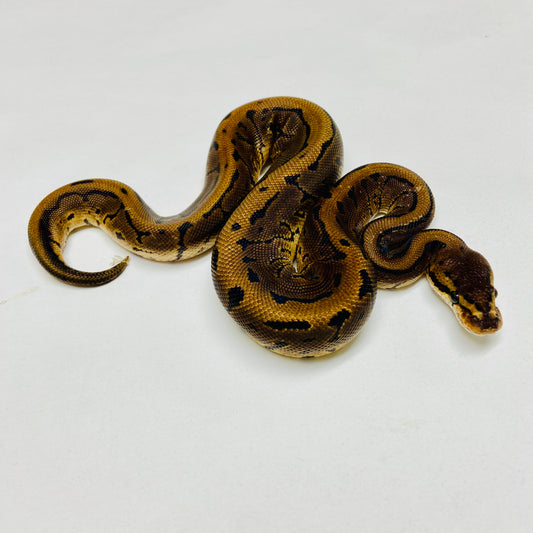 Lori Pinstripe Ball Python Male 2025M01
