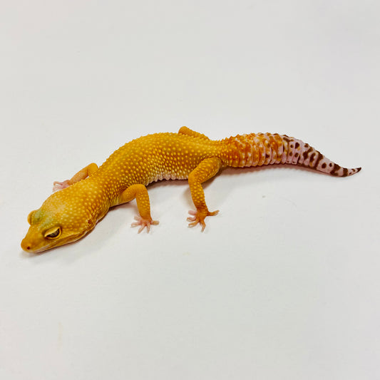 Sunglow Albino Tremper Leopard Gecko Female I-C8-90623-1