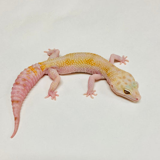 Mack Snow Raptor W/Y Leopard Gecko Female B-J2-70720-2