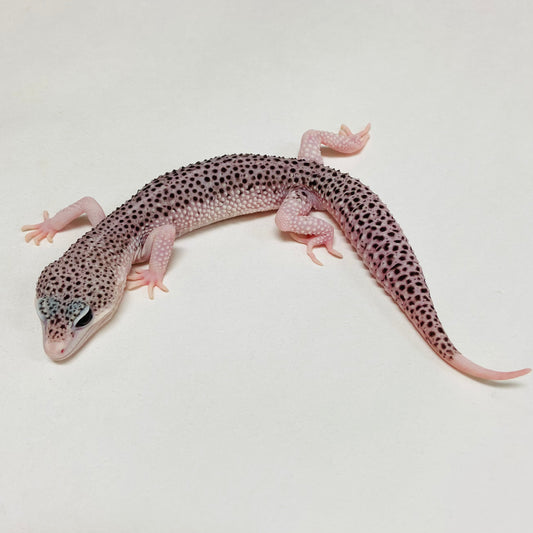Super Snow Eclipse Leopard Gecko Male A-A9-102724-1