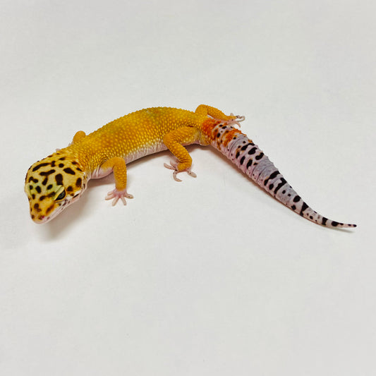 Hypo Tangerine Carrot Tail Leopard Gecko Male B-B5-121424-1