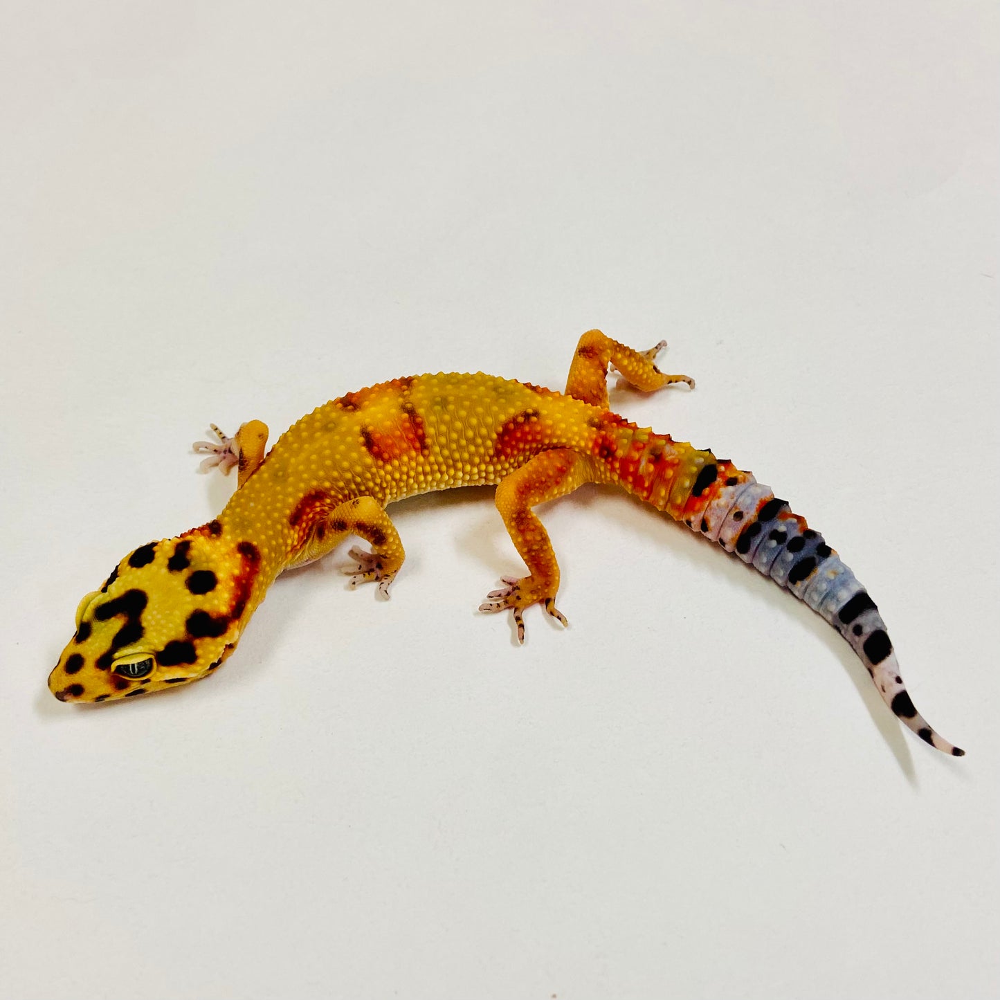 Citrine Leopard Gecko Male 2025-054