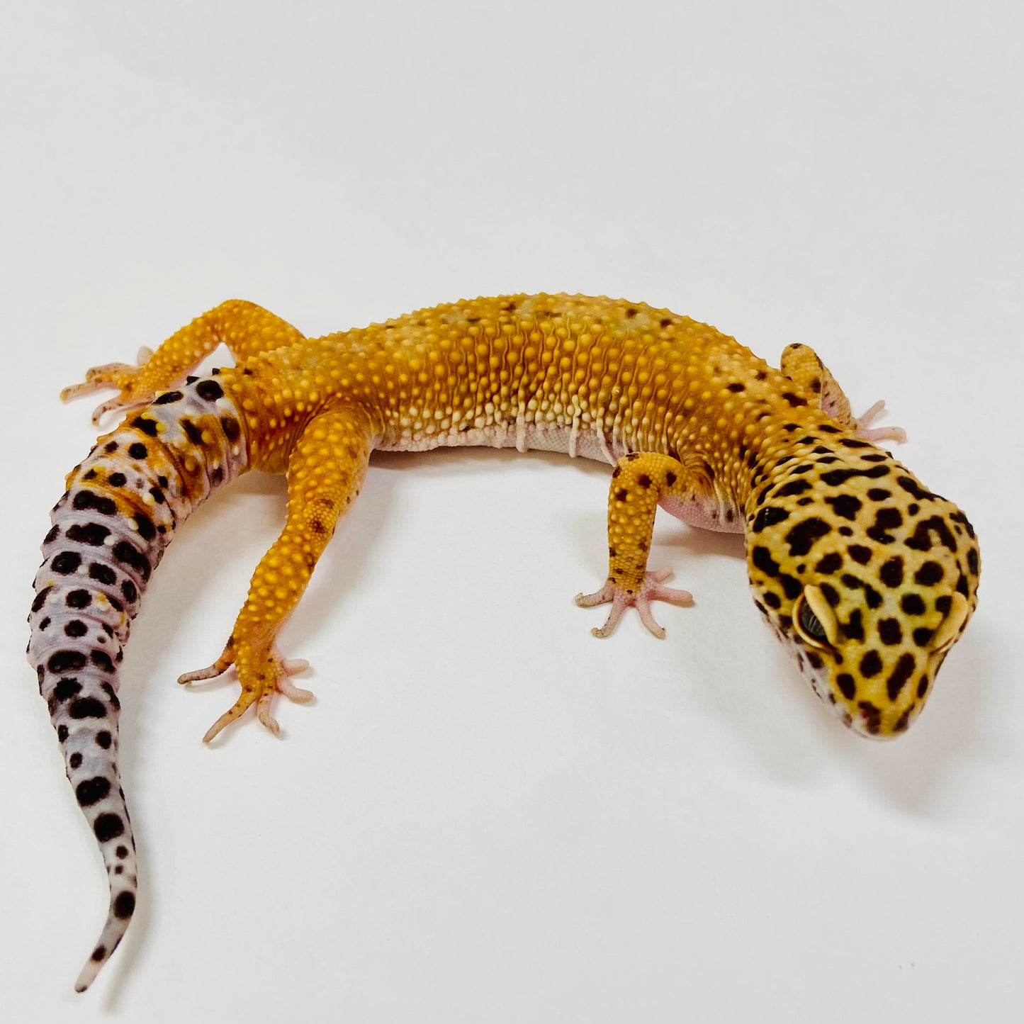 Adult Group 1.4 Tangerine Leopard Gecko LBG-06