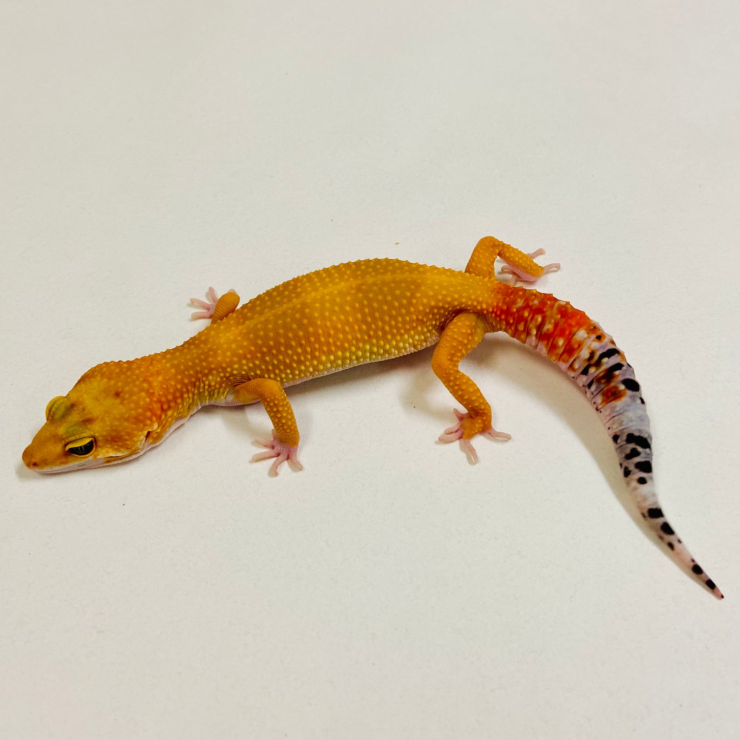 Super Hypo Tangerine Carrot Tail Leopard Gecko Female 2025-191