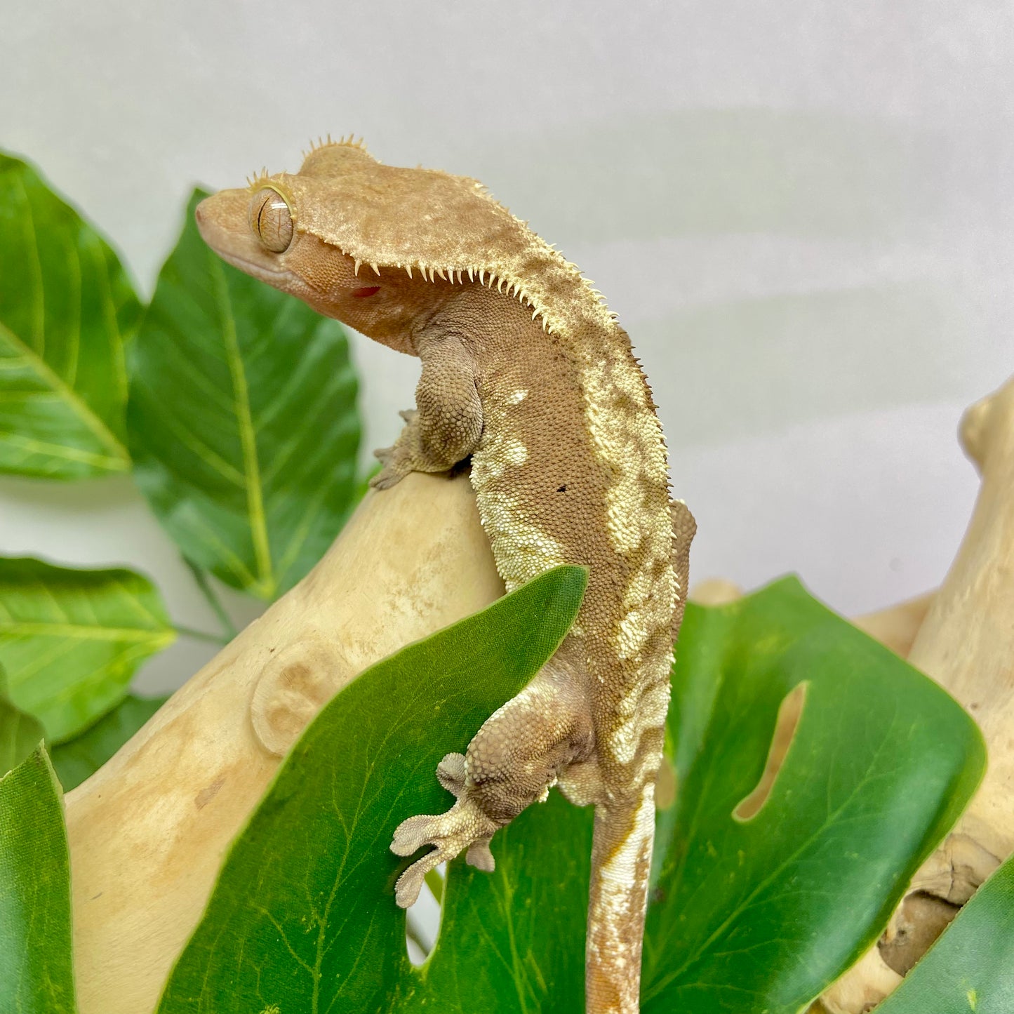 Red Harlequin Crested Gecko 2023 Male CG23-08