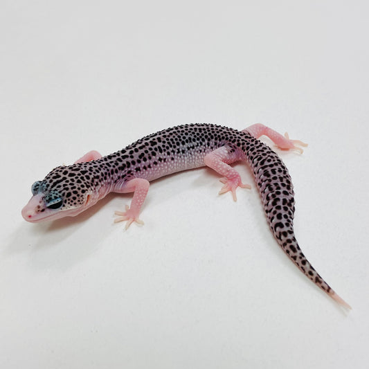 Dark Galaxy Leopard Gecko Male 2025-115