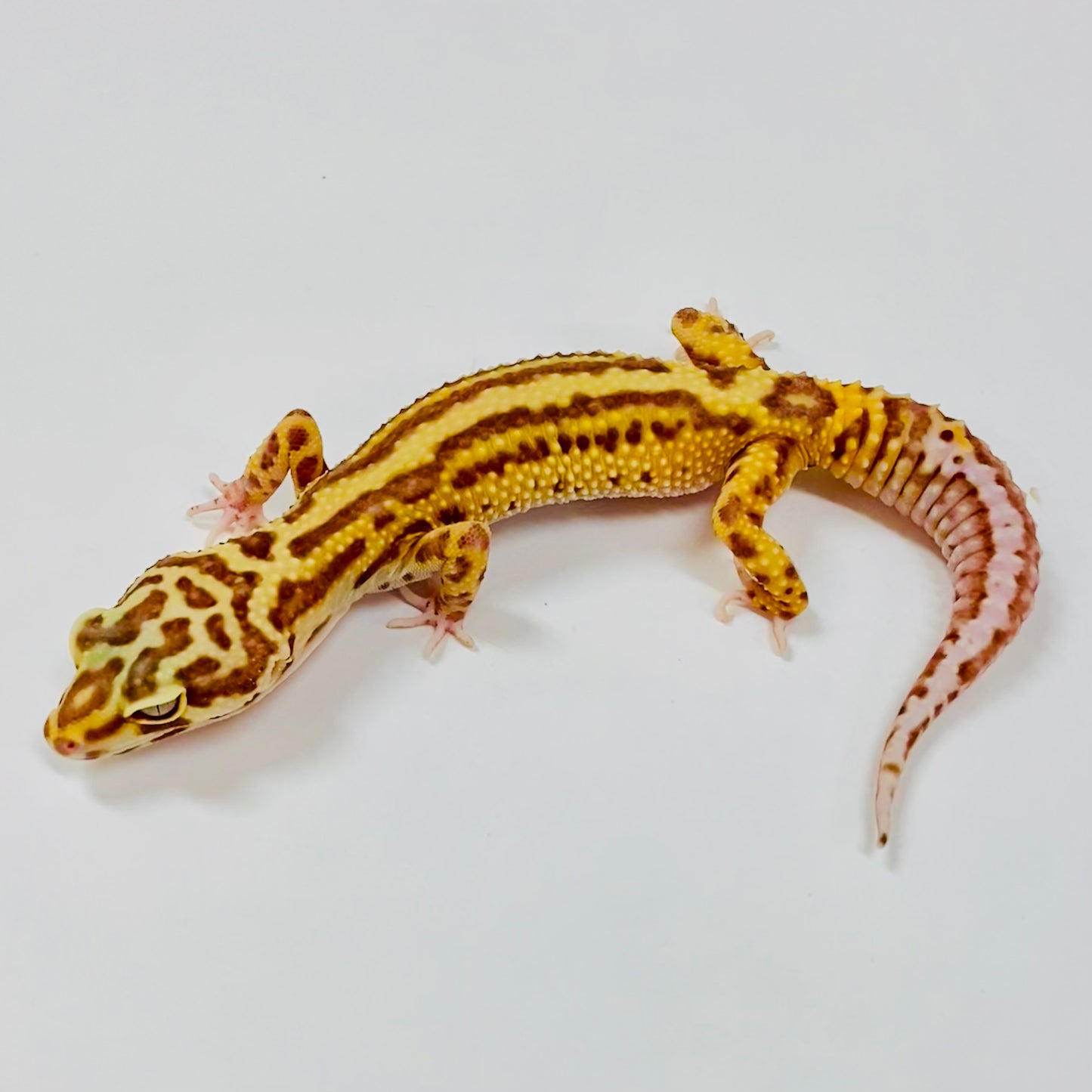 Adult Group 2.5 Bold Bell Eclipse Leopard Gecko LBG-13