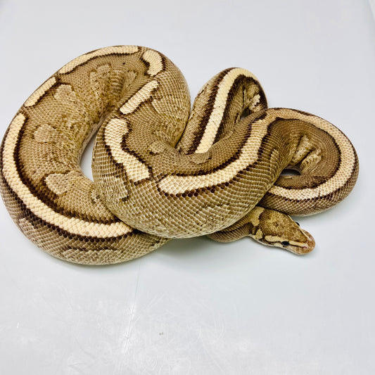 Adult Red Stripe Ball Python Female 01