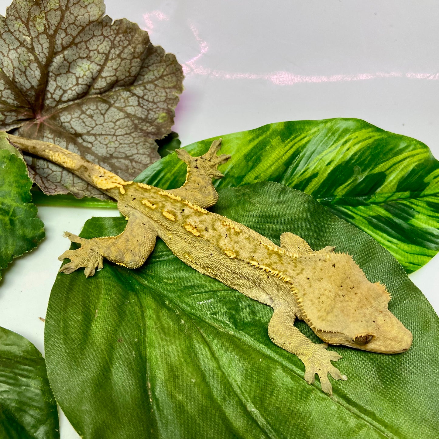 Flame Dalmatian Crested Gecko 2023 Male 52423-5