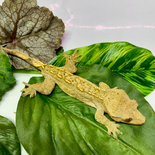 Flame Dalmatian Crested Gecko 2023 Male 52423-5