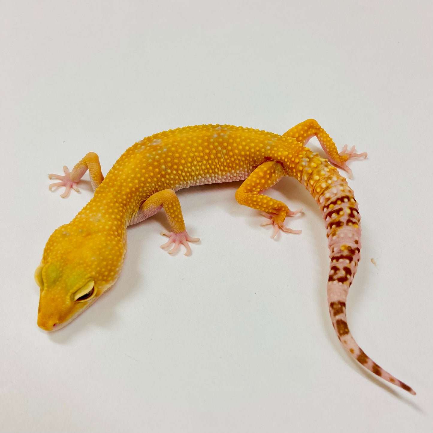 Adult Group 2.3 Raptor Leopard Gecko LBG-08