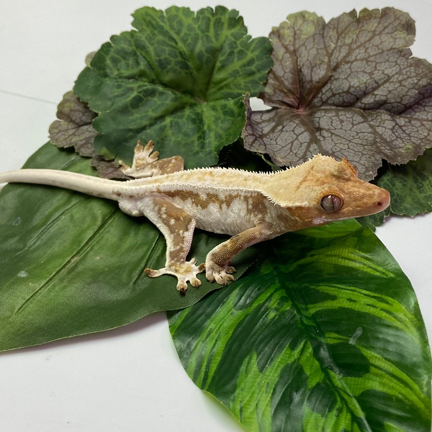 Lilly White Crested Gecko 2023 Male 70623-3