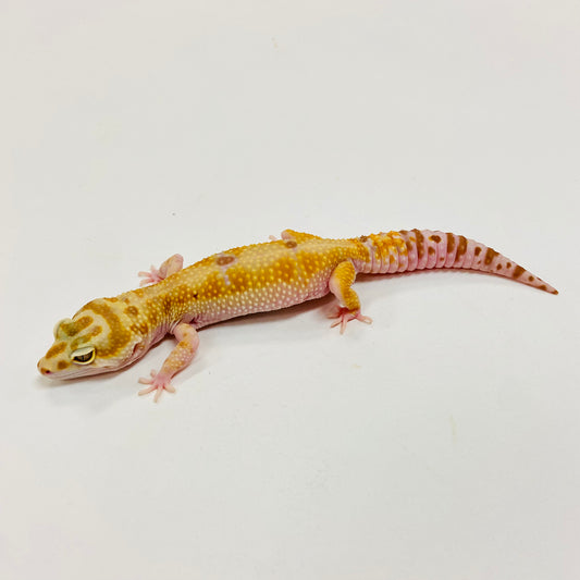 Hypo Albino Tremper W/Y Leopard Gecko Female I-D1-72222-1