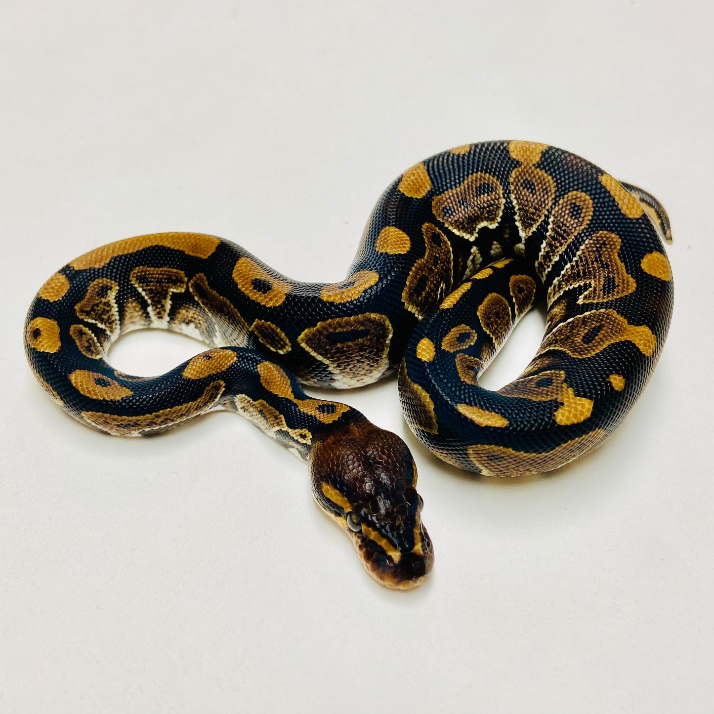 Mahogany Ball Python Male 2025M01