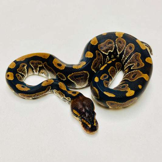 Mahogany Ball Python Male 2025M01