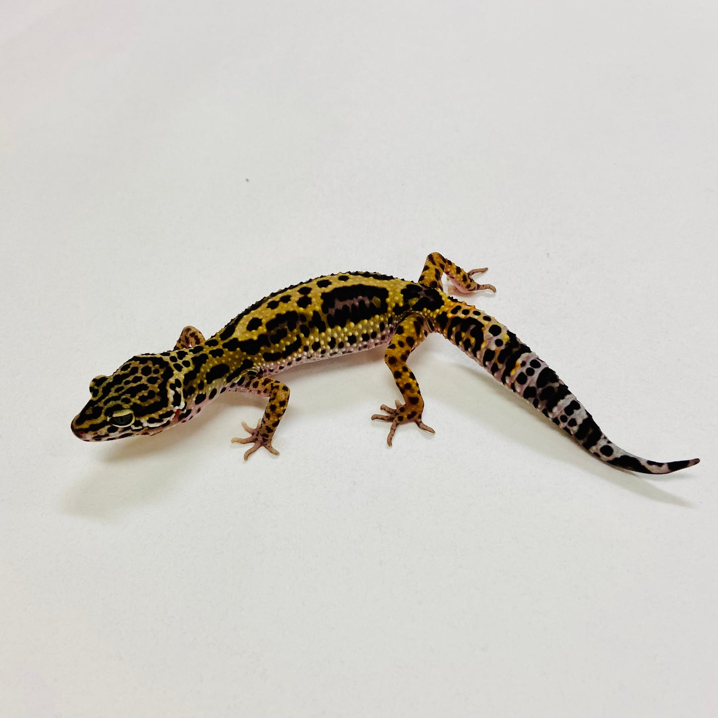 Dark Jungle Mack Snow Leopard Gecko Pos Female 2025-143