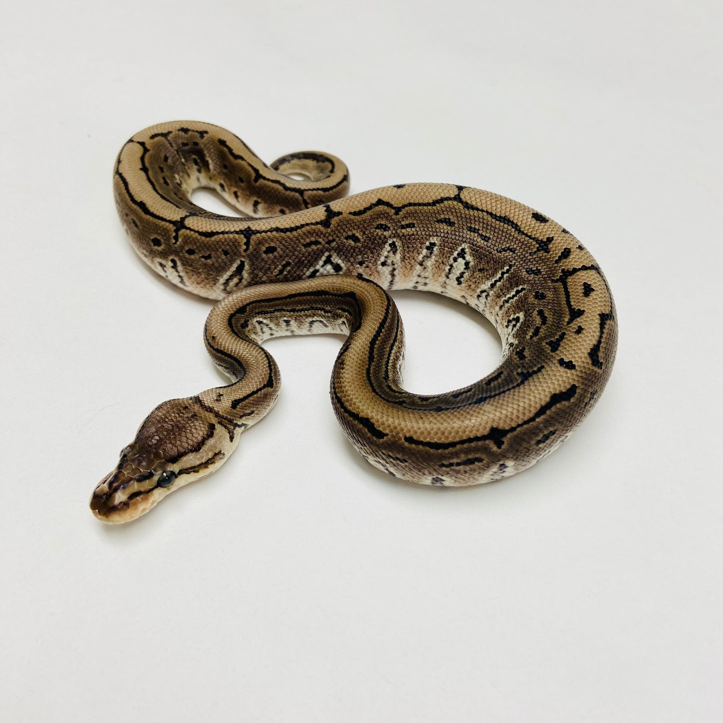Lori Pinstripe Ball Python Male 2025M03