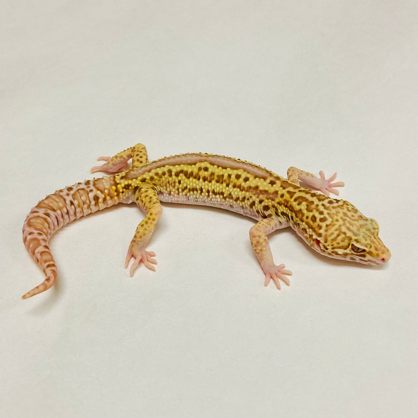 Radar Reverse Stripe Leopard Gecko Male A-B3-73024-1