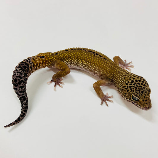 Adult Group 1.4 Dark Mack Snow Eclipse Leopard Gecko LBG-14