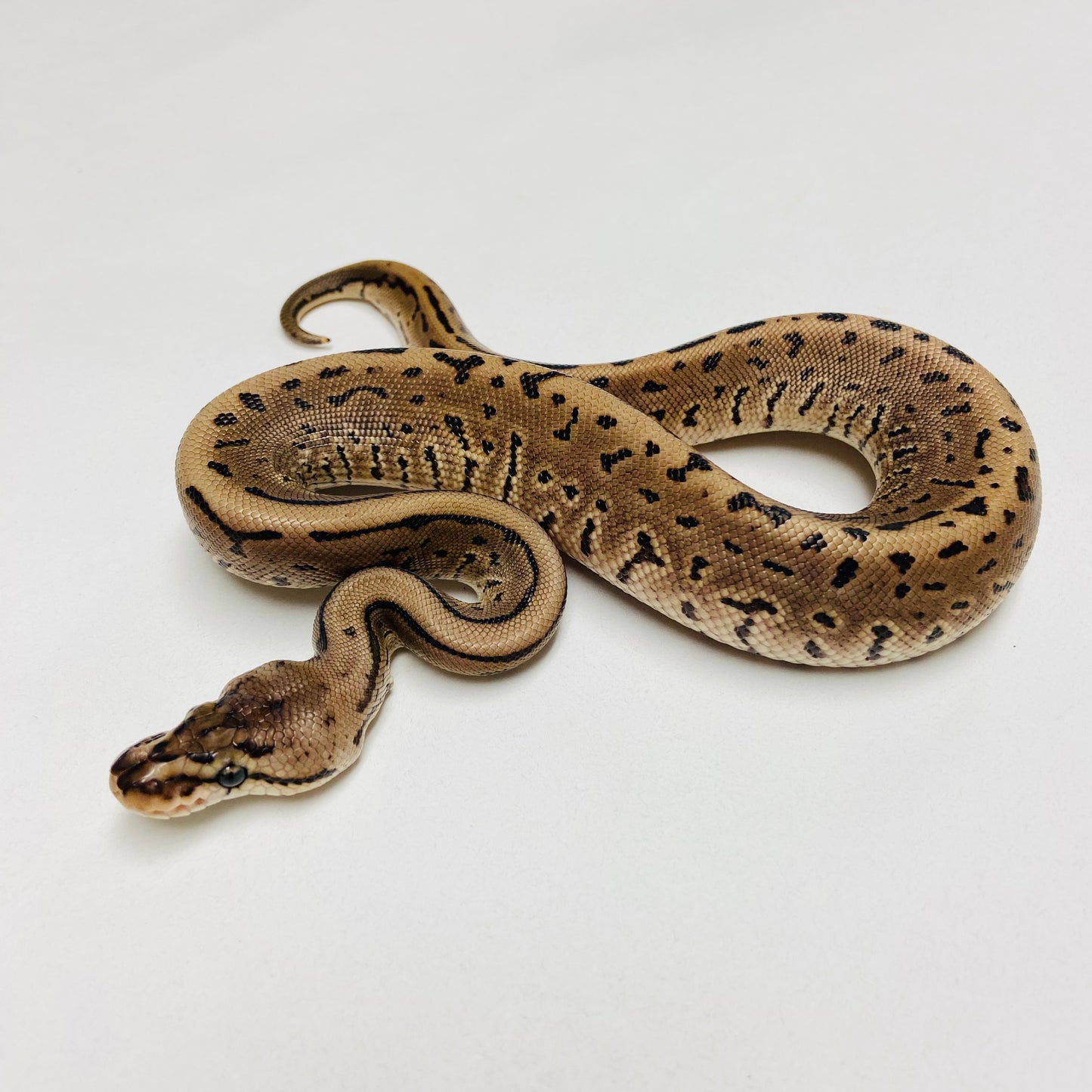Lori Leopard Pinstripe Ball Python Male 2025M01