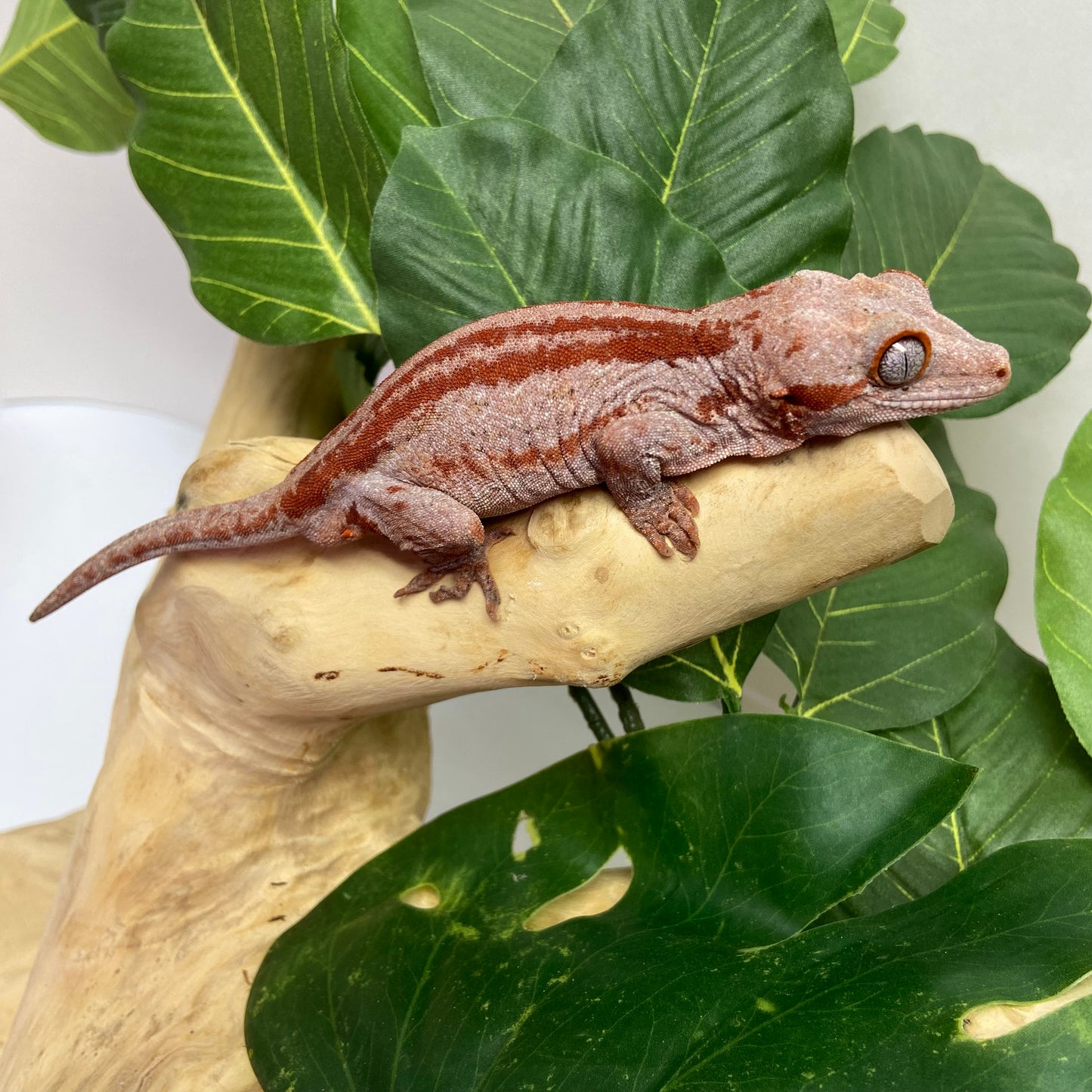 Red/Orange Super Stripe Gargoyle Gecko 2024 Male PJ05