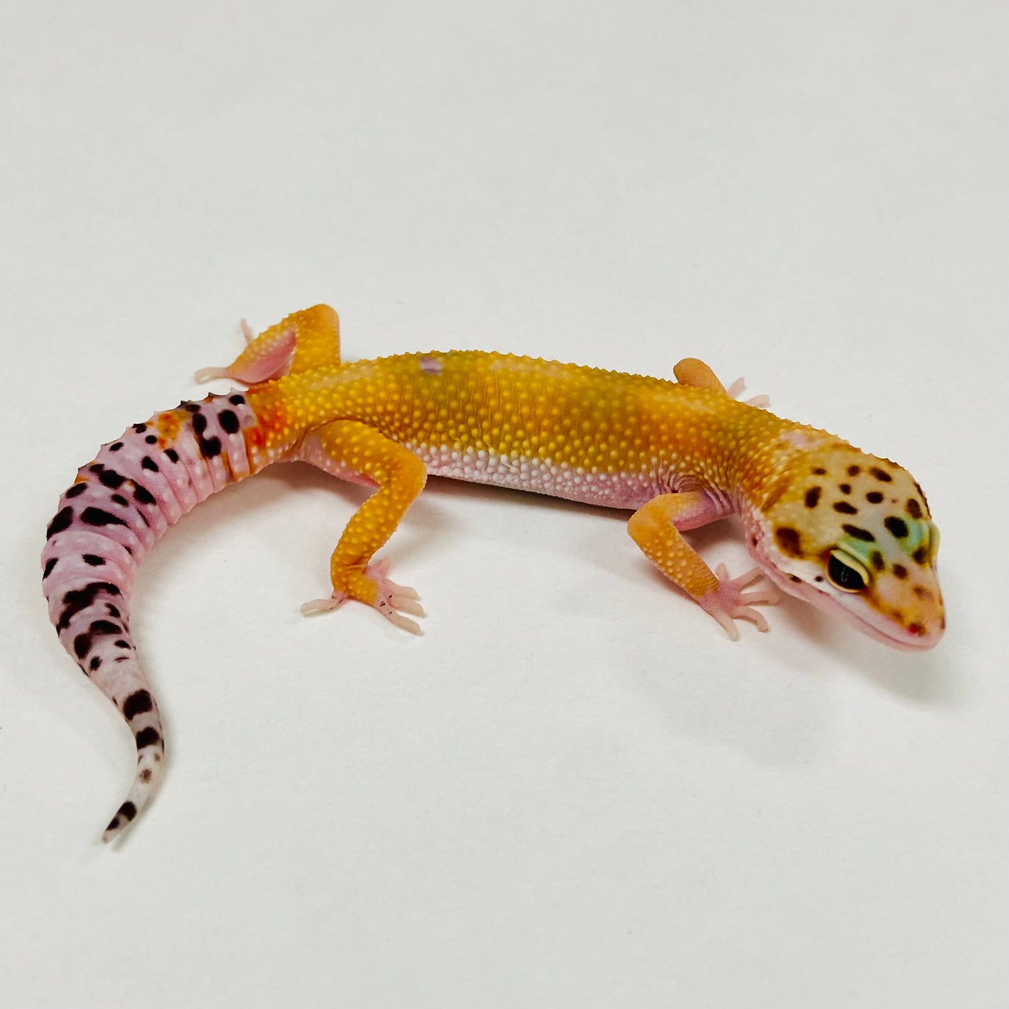 Tangerine Leopard Gecko 2025-096