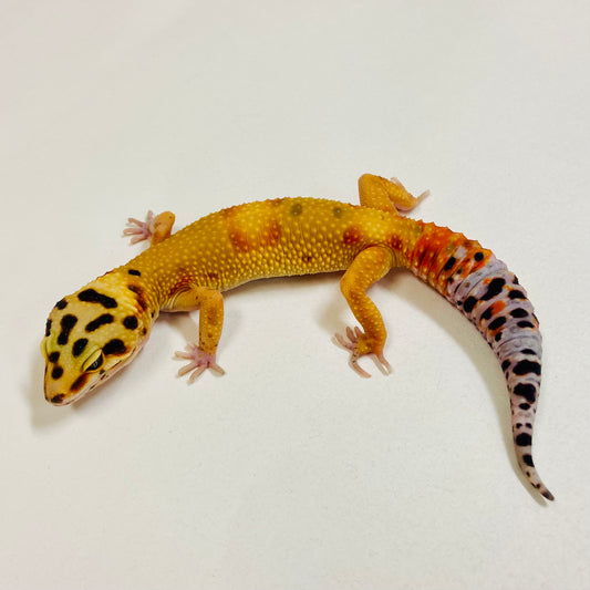 Citrine Leopard Gecko Female 2025-082