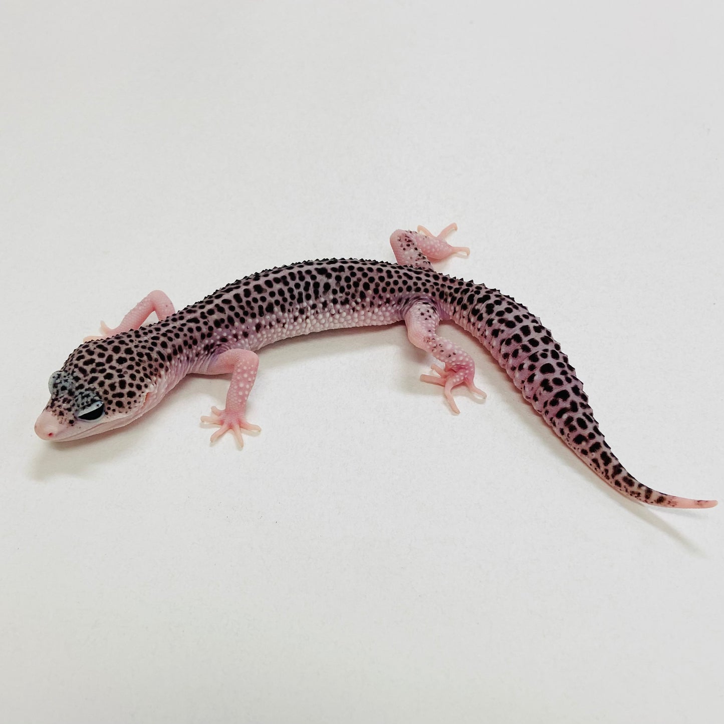 Super Snow W/Y Leopard Gecko Male 2025-112