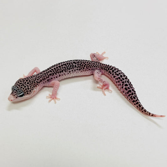Super Snow W/Y Leopard Gecko Male 2025-112
