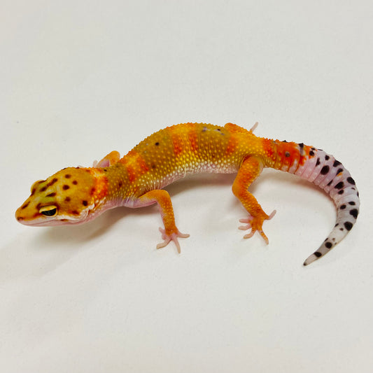 Tangerine Leopard Gecko 2025-160
