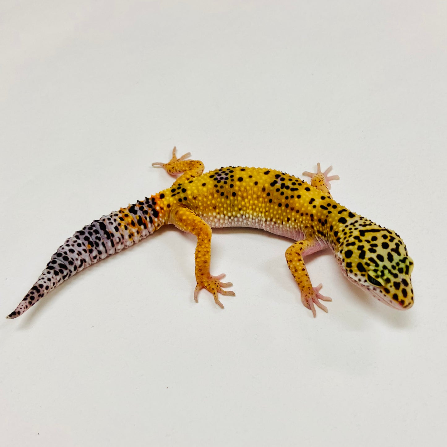 Mack Snow Leopard Gecko 2025-149