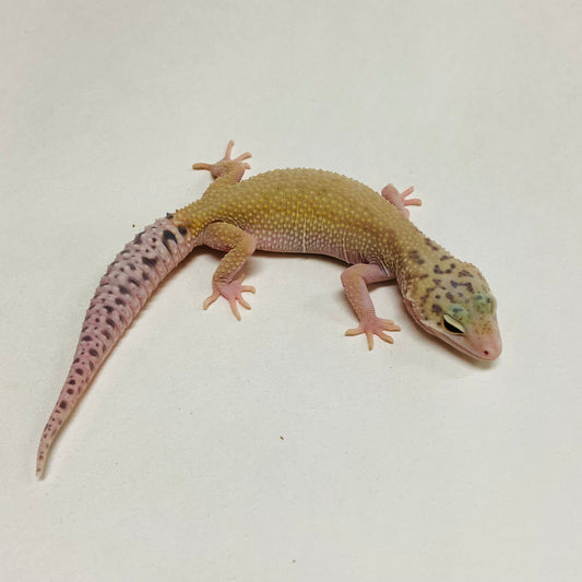 Hypo Eclipse Leopard Gecko Female A-B8-21024-1