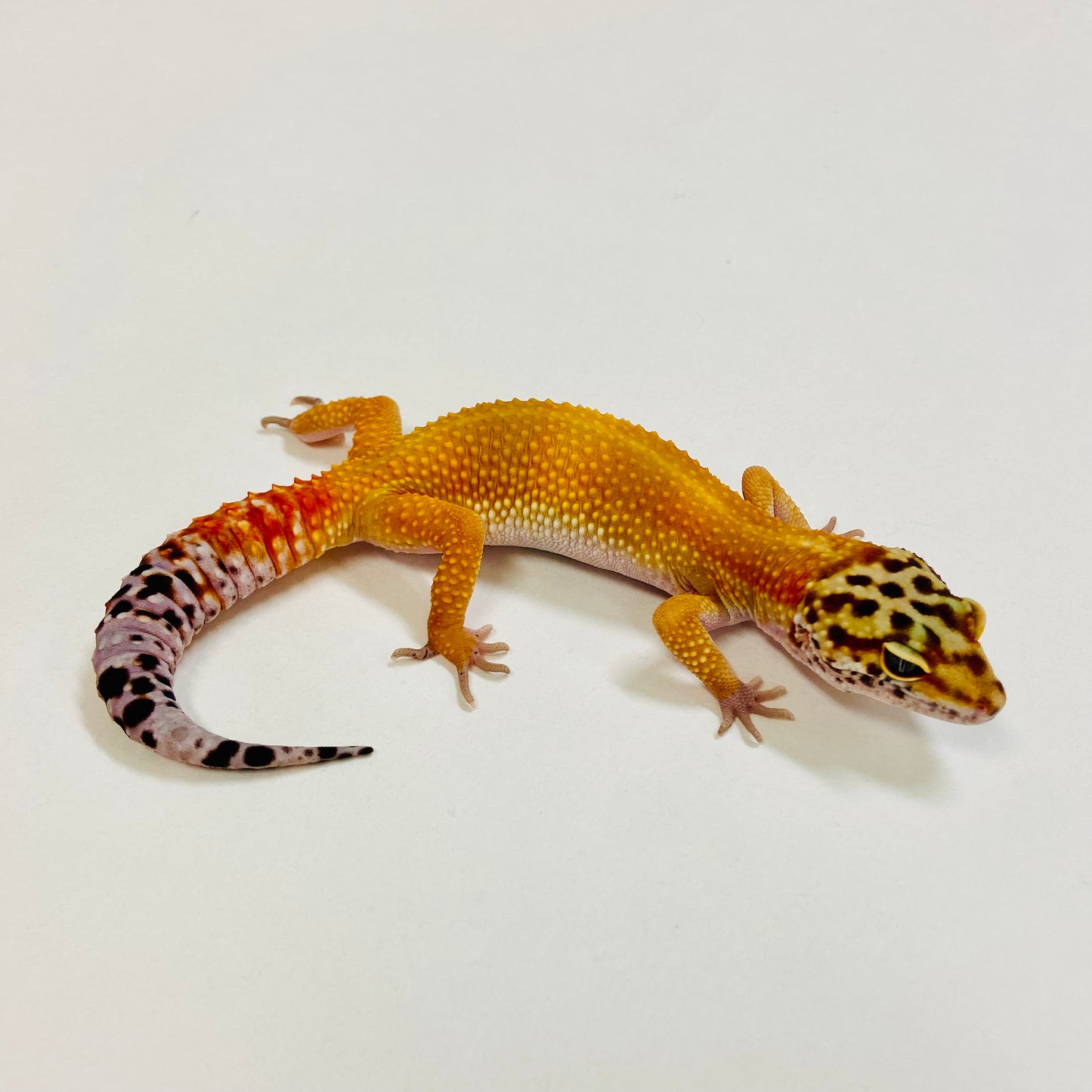Citrine Leopard Gecko Female 2025-001
