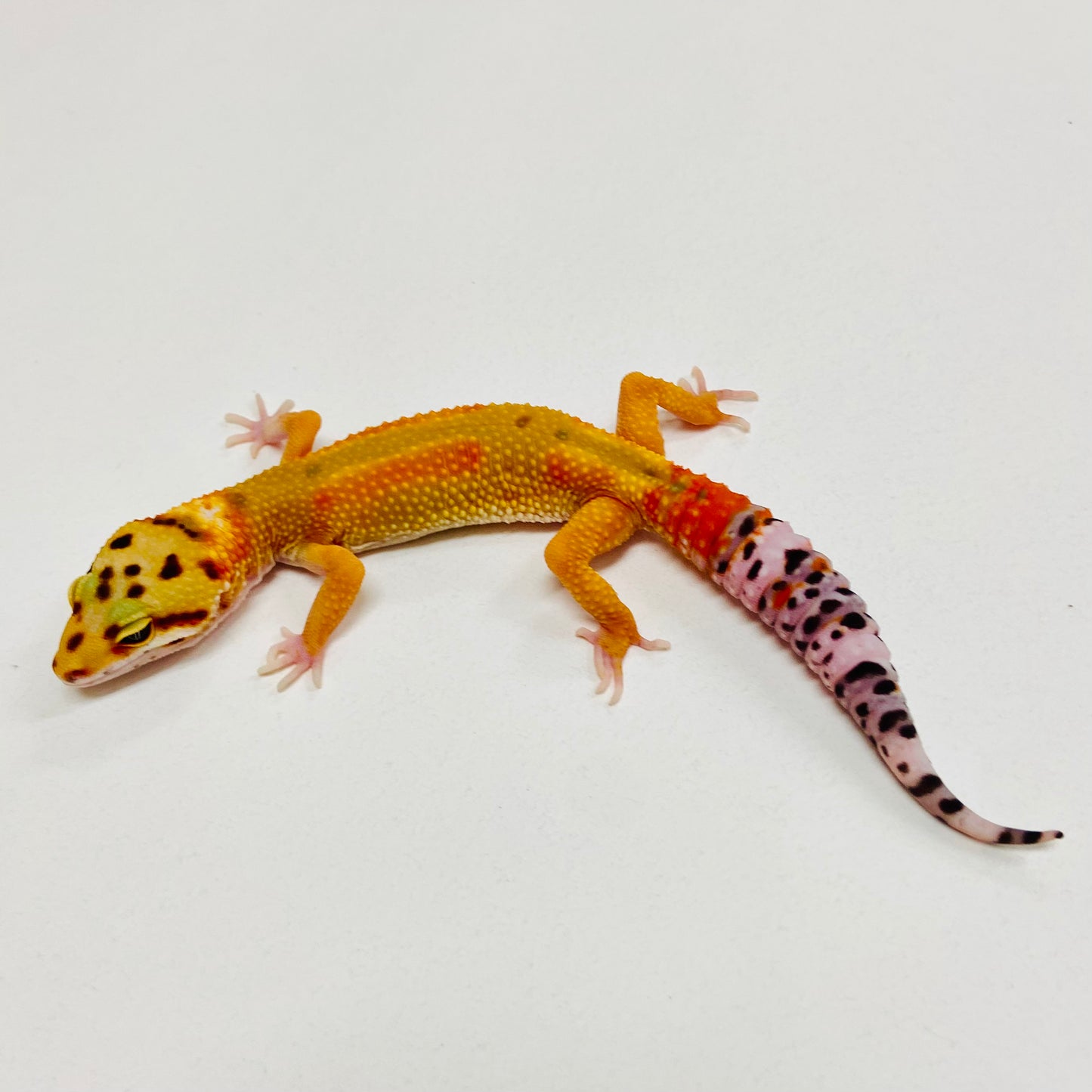 Citrine Leopard Gecko 2025-167