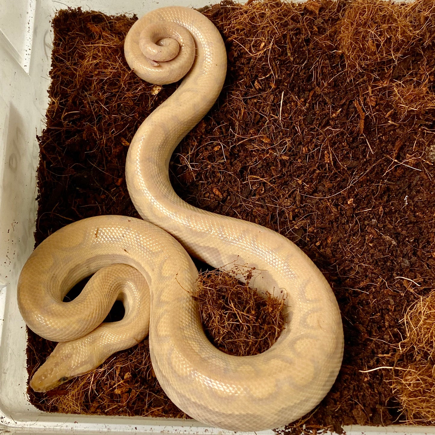T+ Albino Colombian Rainbow Boa 2025 Male