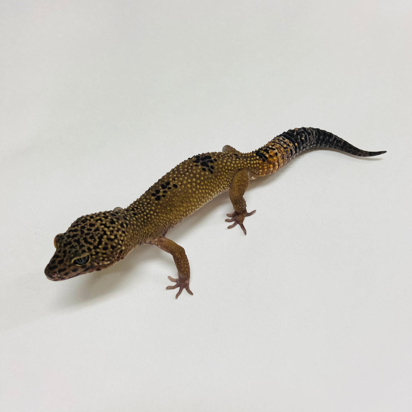 Dark Mack Snow Leopard Gecko Male B-B4-70824-1