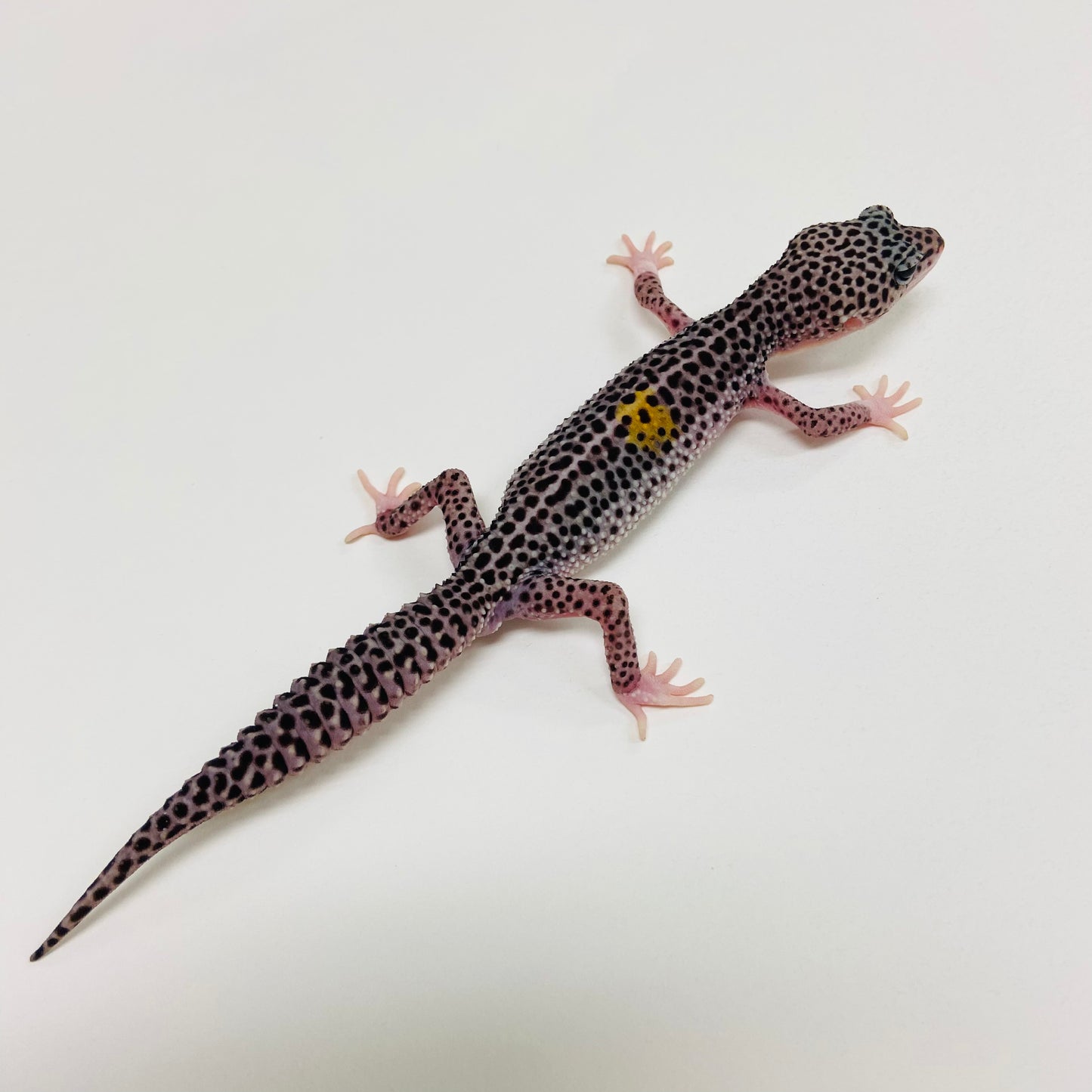 Dark Super Snow w/ Paradox Leopard Gecko Male 2025-126