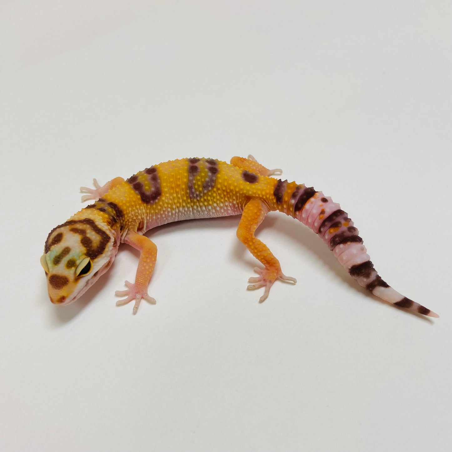 Tangerine Raptor Leopard Gecko 2025-031